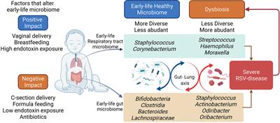 Early-Life Lung and Gut Microbiota Development and Respiratory Syncytial Virus Infection